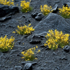 Gamers Grass: Yellow Flowers – 6 mm | Kępki trawy z żółtymi kwiatami (ok. 70 szt.)